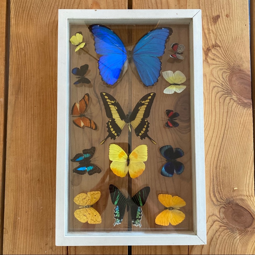 Framed taxidermy butterflies